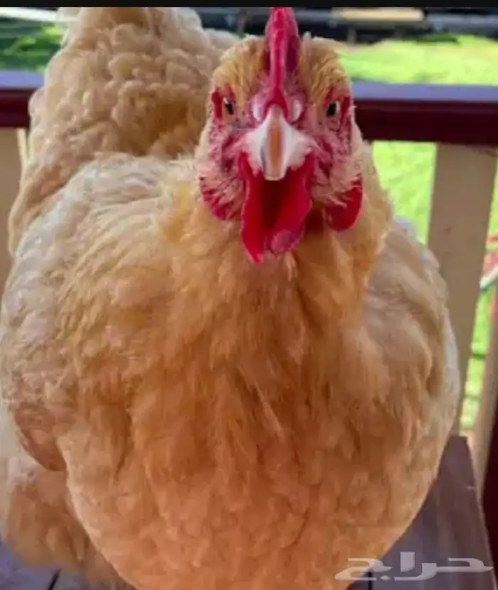 دجاج وديوك بلدي 6