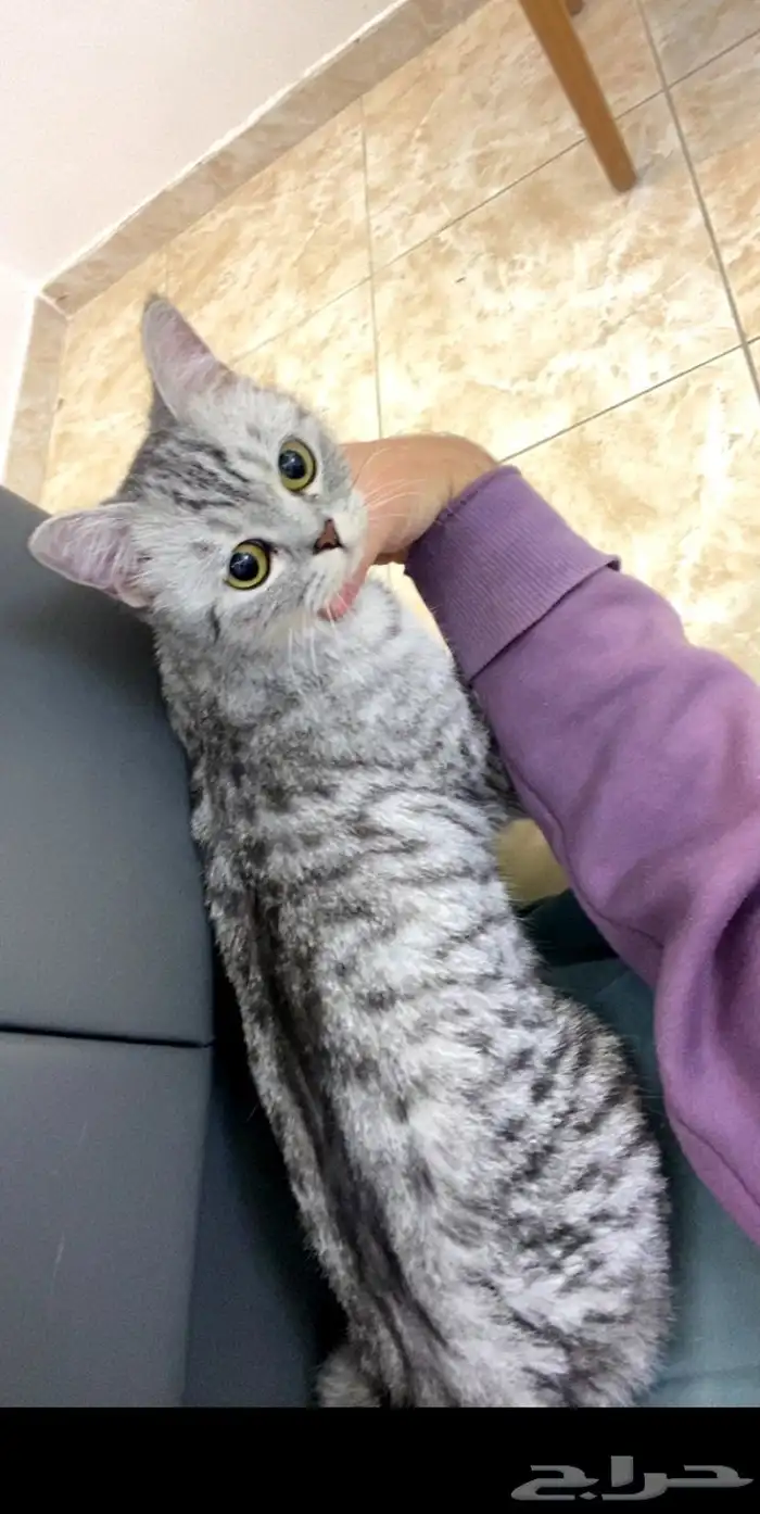 قطه ضايعه فحي الجفيجف فالطايف فشارع جبل الابره 0