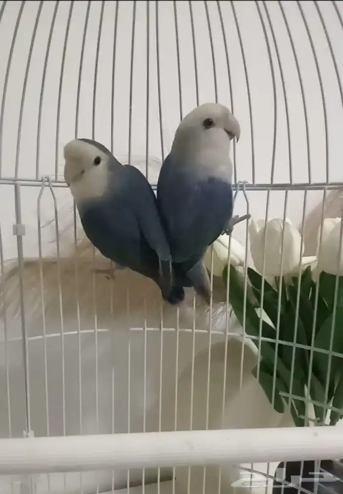 جوز روز صحه ونضاف الذكر الاوبلاين والانثى الفيس مع الملحقات 0