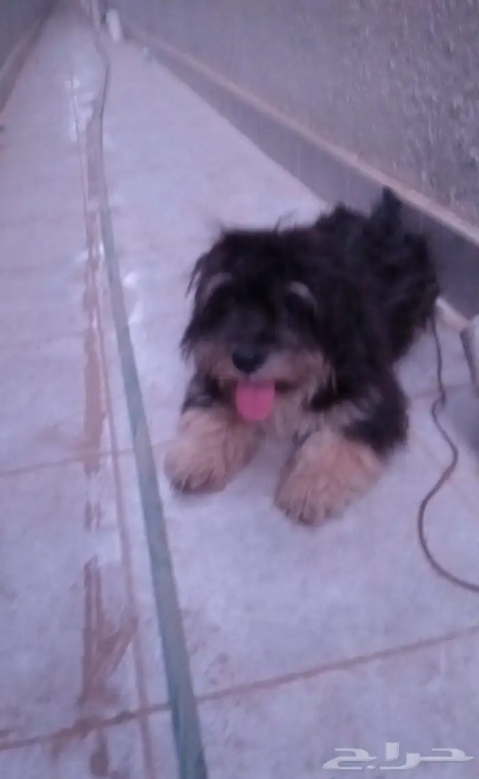 النوع  مالتيز ذكر العمر سنتين ملاحظات  لعوب جدا ومرح 1