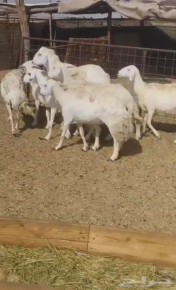 غنم بفحلها 0