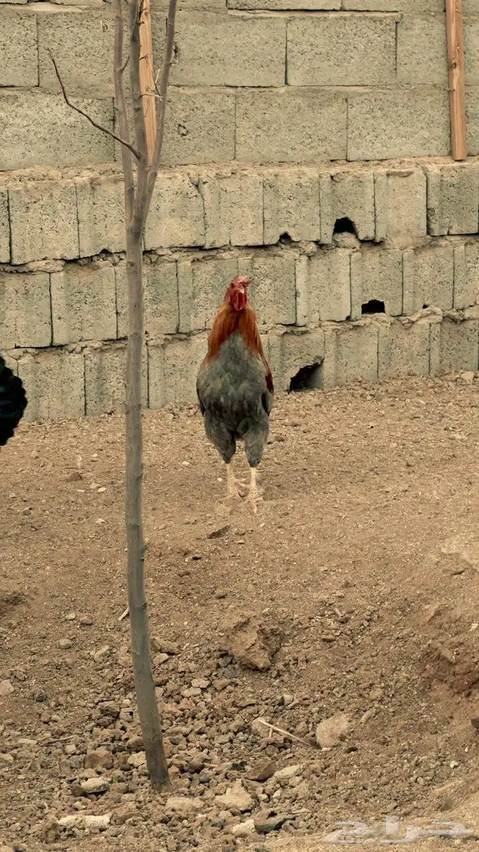 ديكين براهما للبيع 2