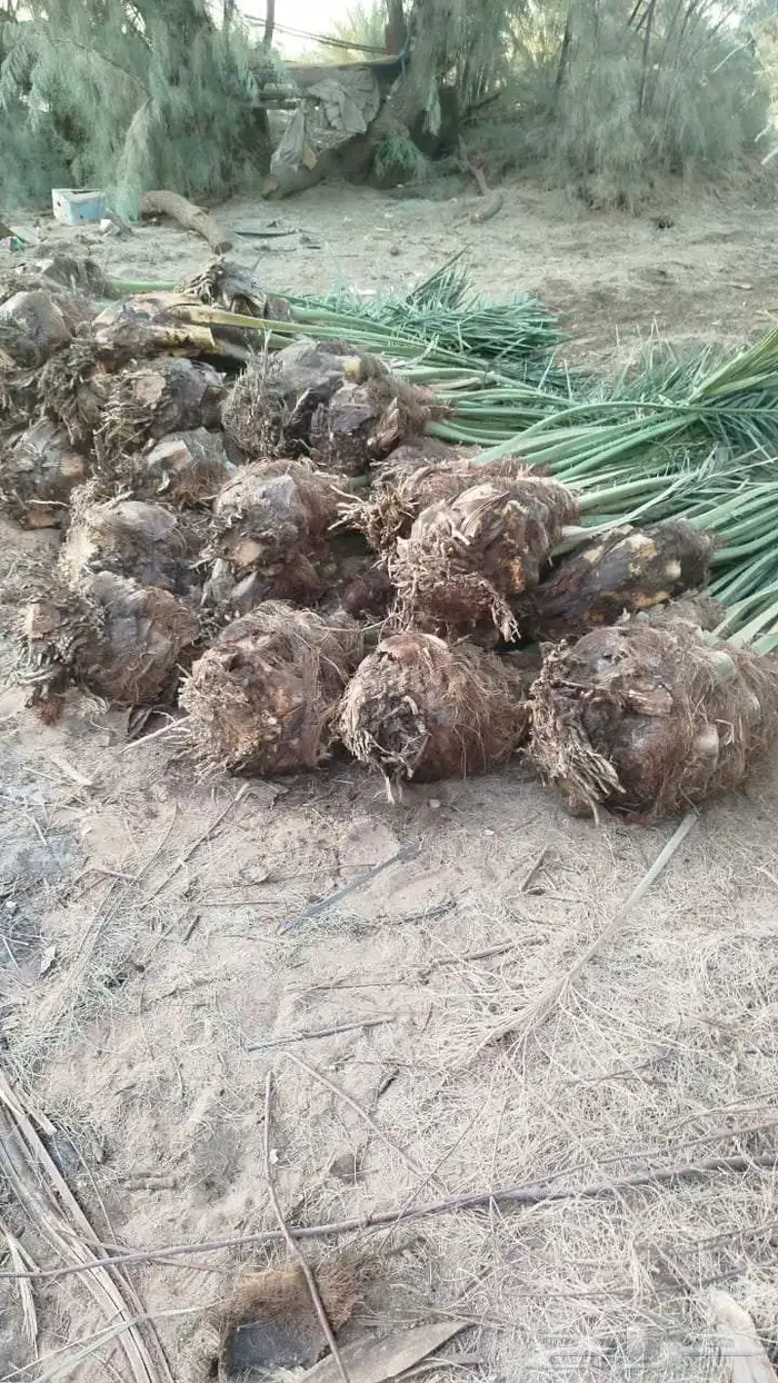 نخل للبيع جميع انواع انخيل العربي والوشنطني 5