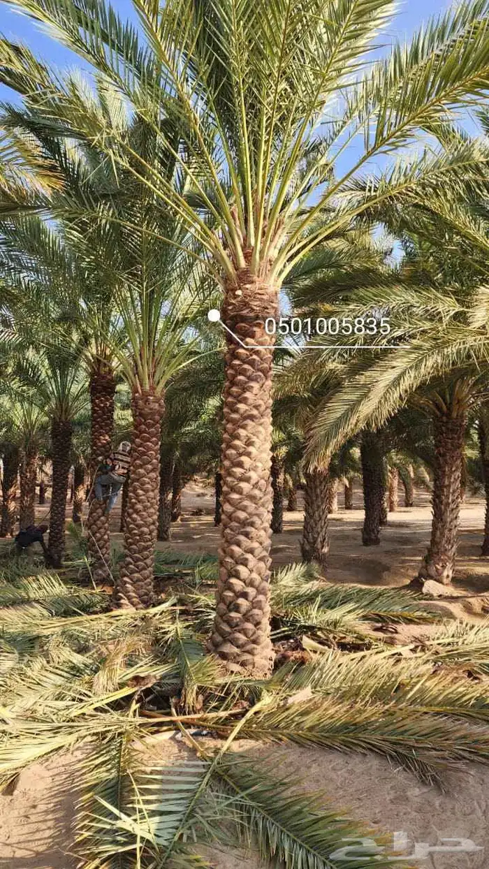 نخيل 5متر تكريب هلال 0