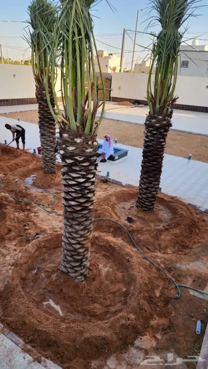 فسايل ونخيل كبير ونقابل بجميع انواعها ومقاساته 8