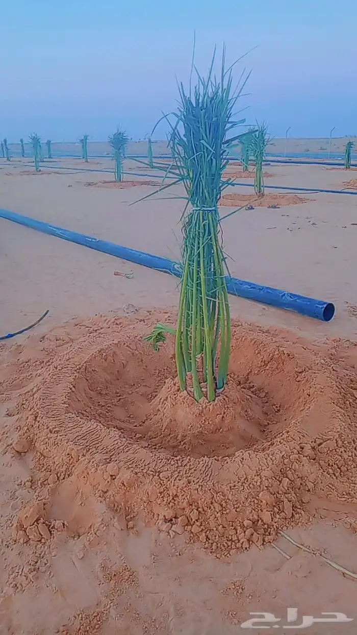 نخل وجثايث للبيع شيء طيب وجميع الاحجام والمقاسات موجوده 3