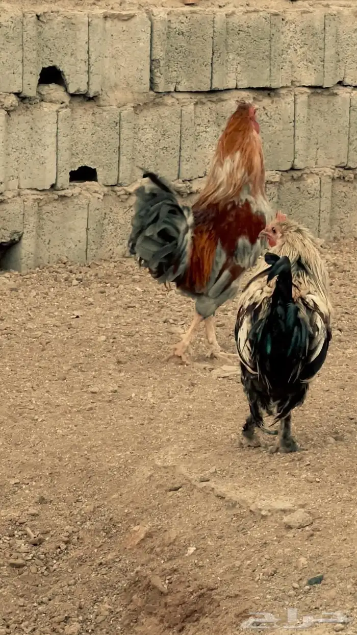 ديكين براهما للبيع 3