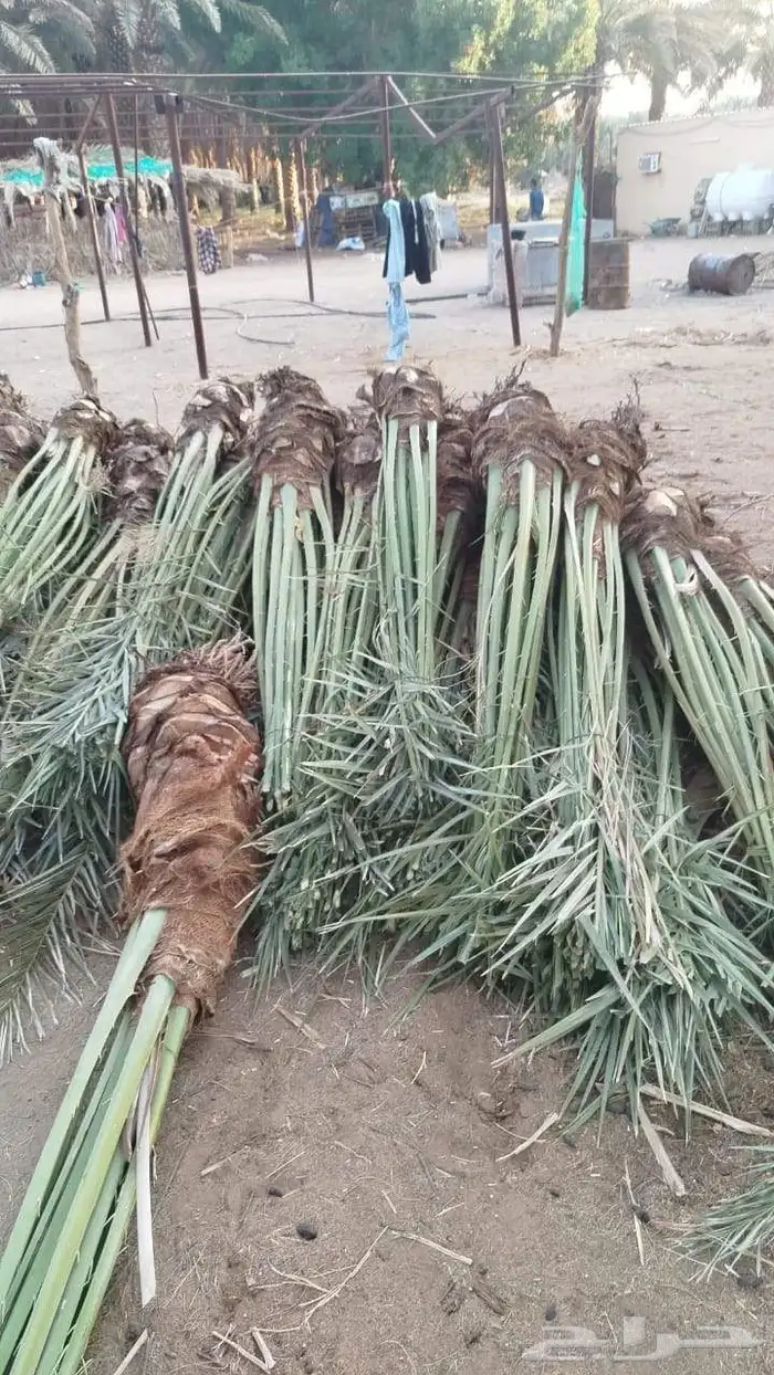 نخل للبيع جميع انواع انخيل العربي والوشنطني 4