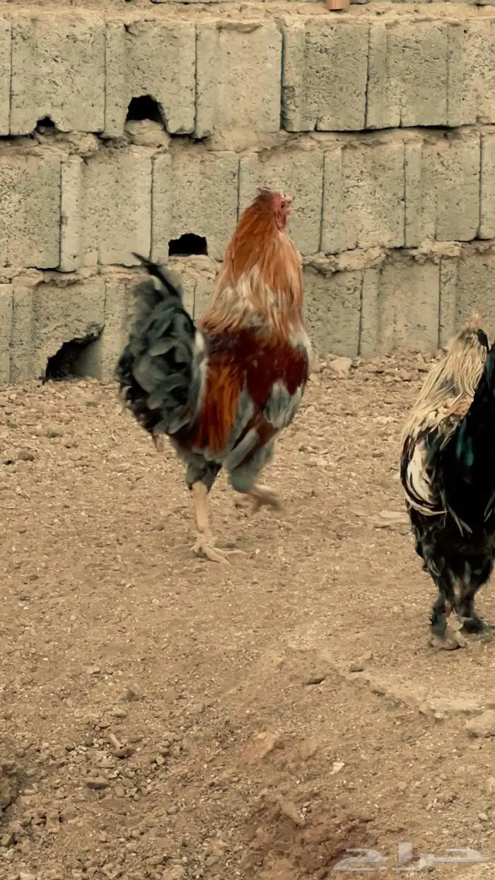 ديكين براهما للبيع 4