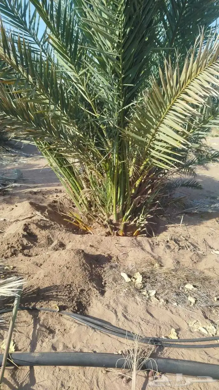 نخل للبيع جميع انواع انخيل العربي والوشنطني 8