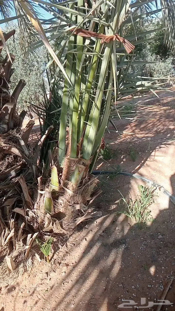 فسايل ونخيل كبير ونقابل بجميع انواعها ومقاساته 4