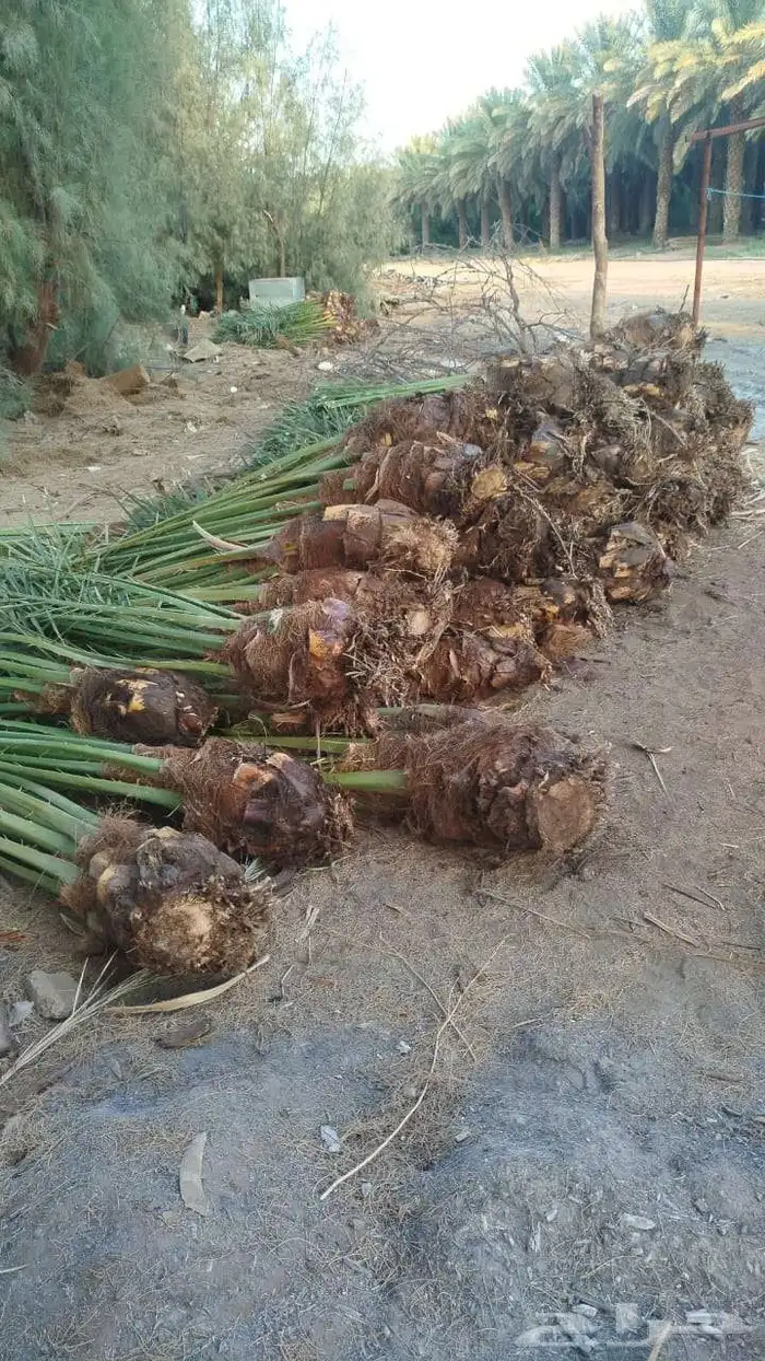 نخل للبيع جميع انواع انخيل العربي والوشنطني 6