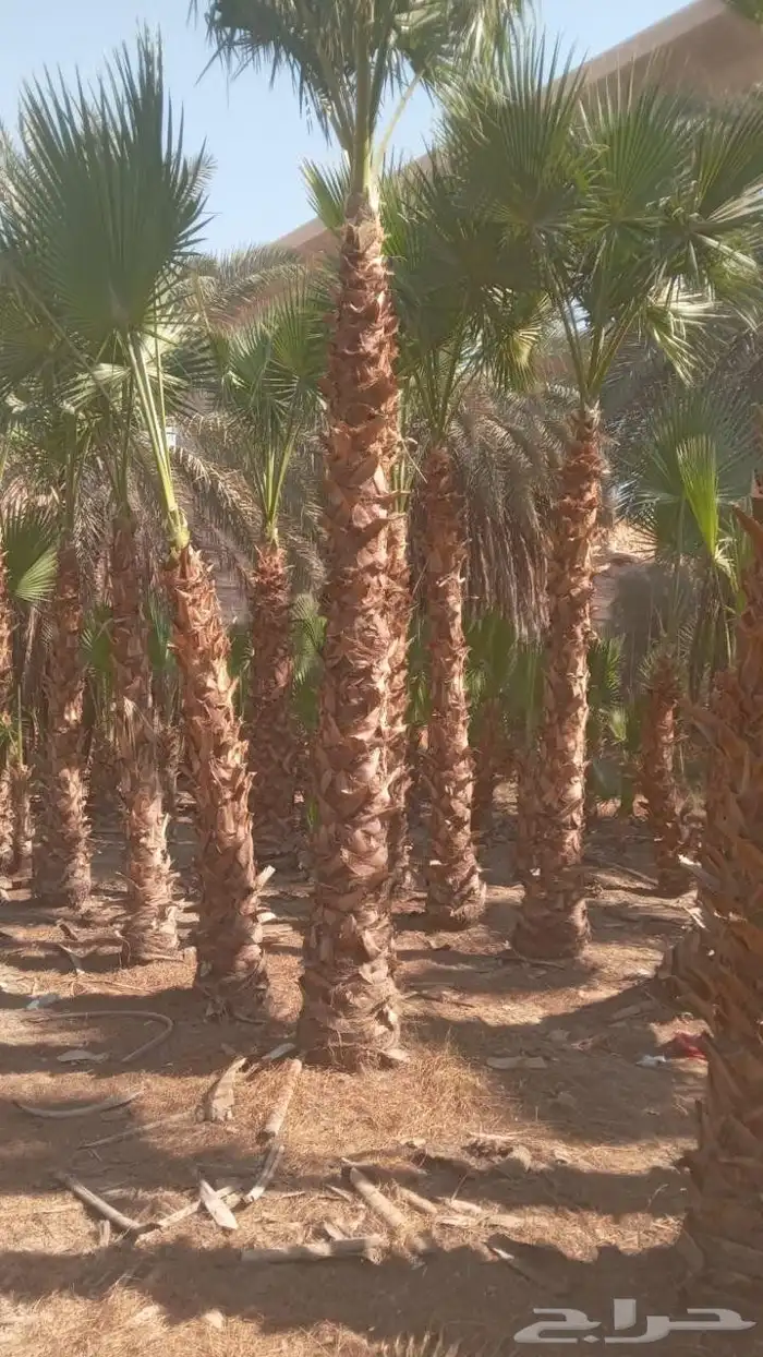 واشنطن نخيل الواشنطن ازينه 3