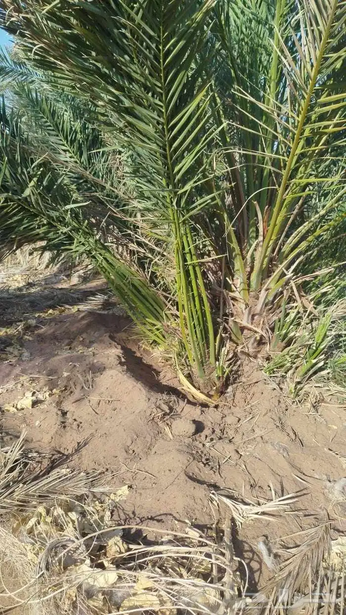 نخل للبيع جميع انواع انخيل العربي والوشنطني 9