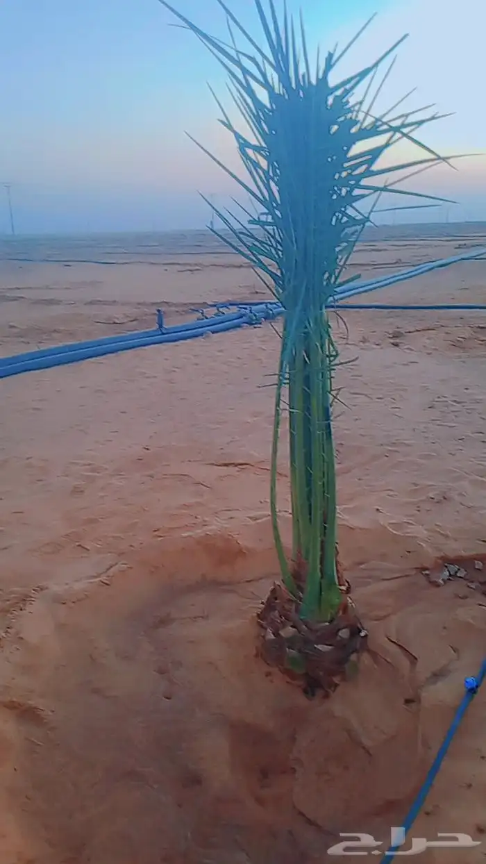 نخل وجثايث للبيع شيء طيب وجميع الاحجام والمقاسات موجوده 4