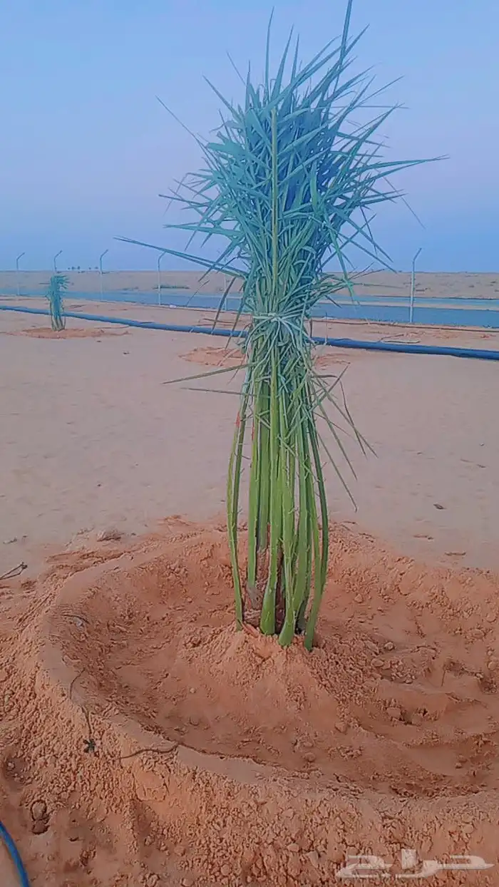 نخل وجثايث للبيع شيء طيب وجميع الاحجام والمقاسات موجوده 1