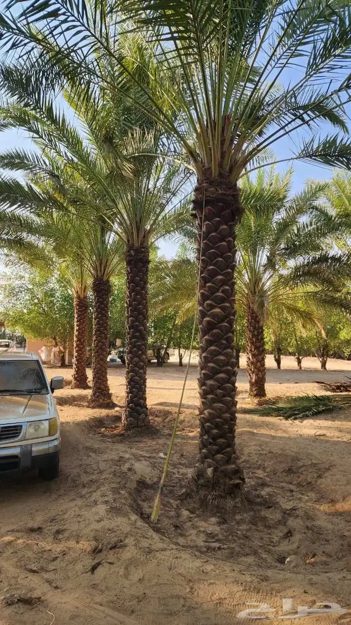 نخيل 5متر تكريب هلال 2