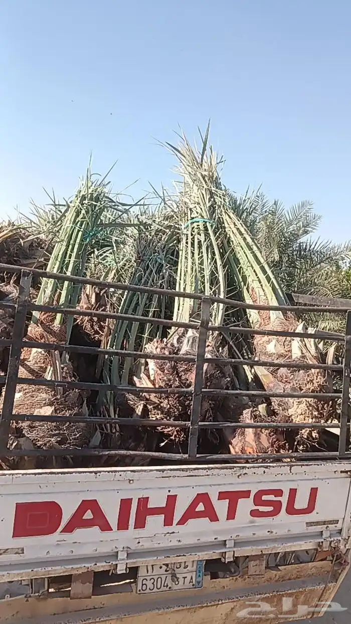 نخيل للبيع 0