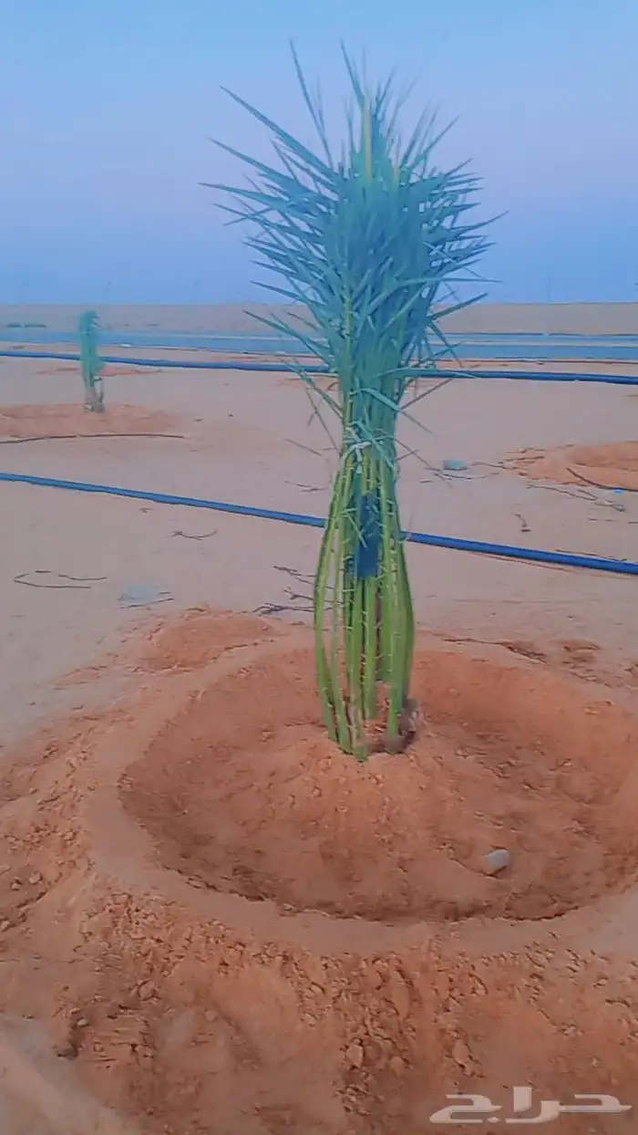 نخل وجثايث للبيع شيء طيب وجميع الاحجام والمقاسات موجوده 2