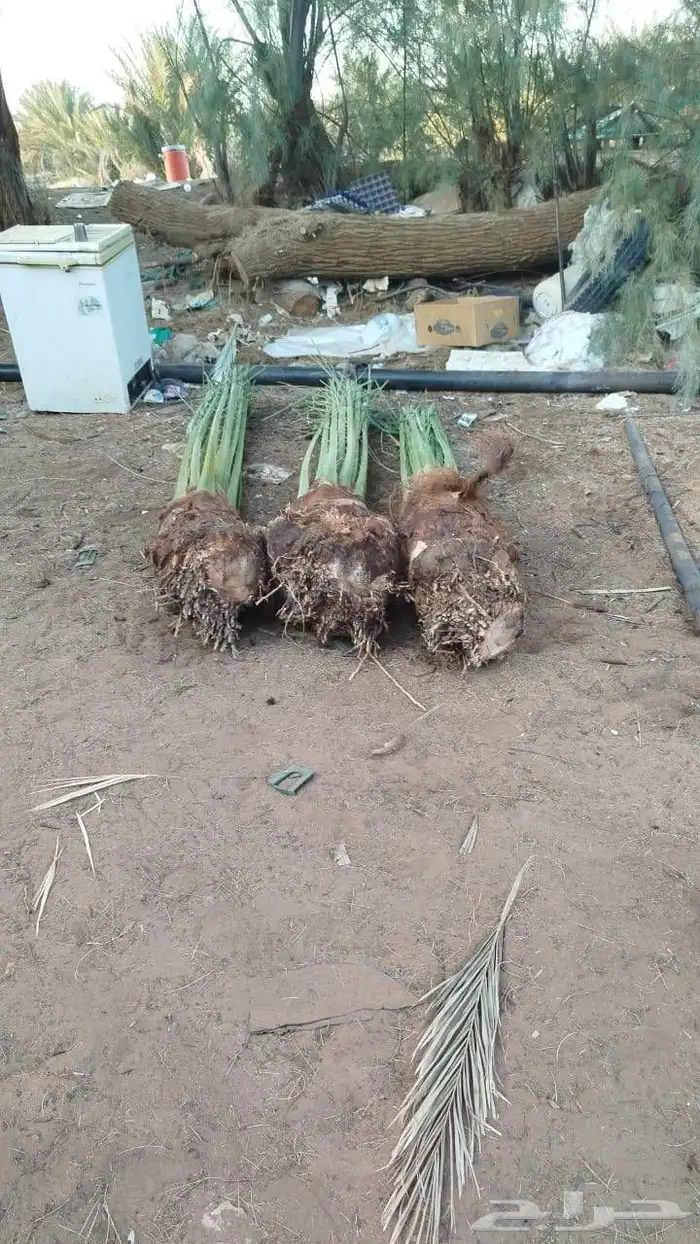 نخل للبيع جميع انواع انخيل العربي والوشنطني 1