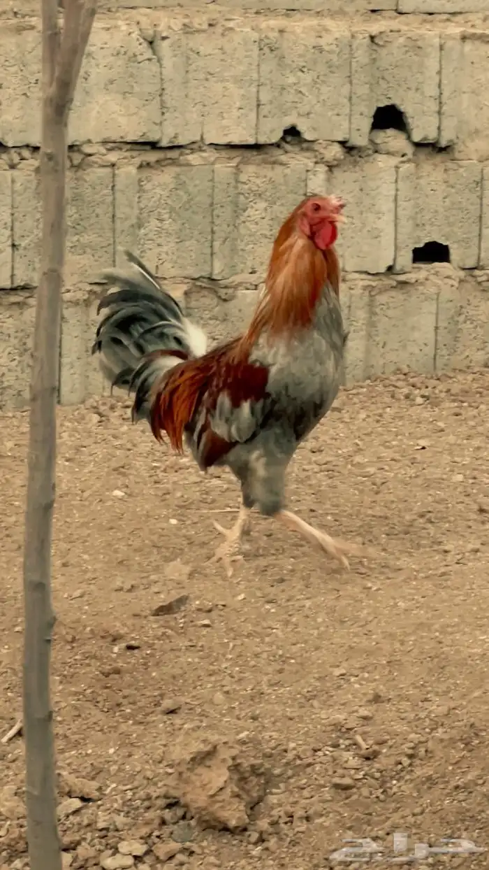 ديكين براهما للبيع 0