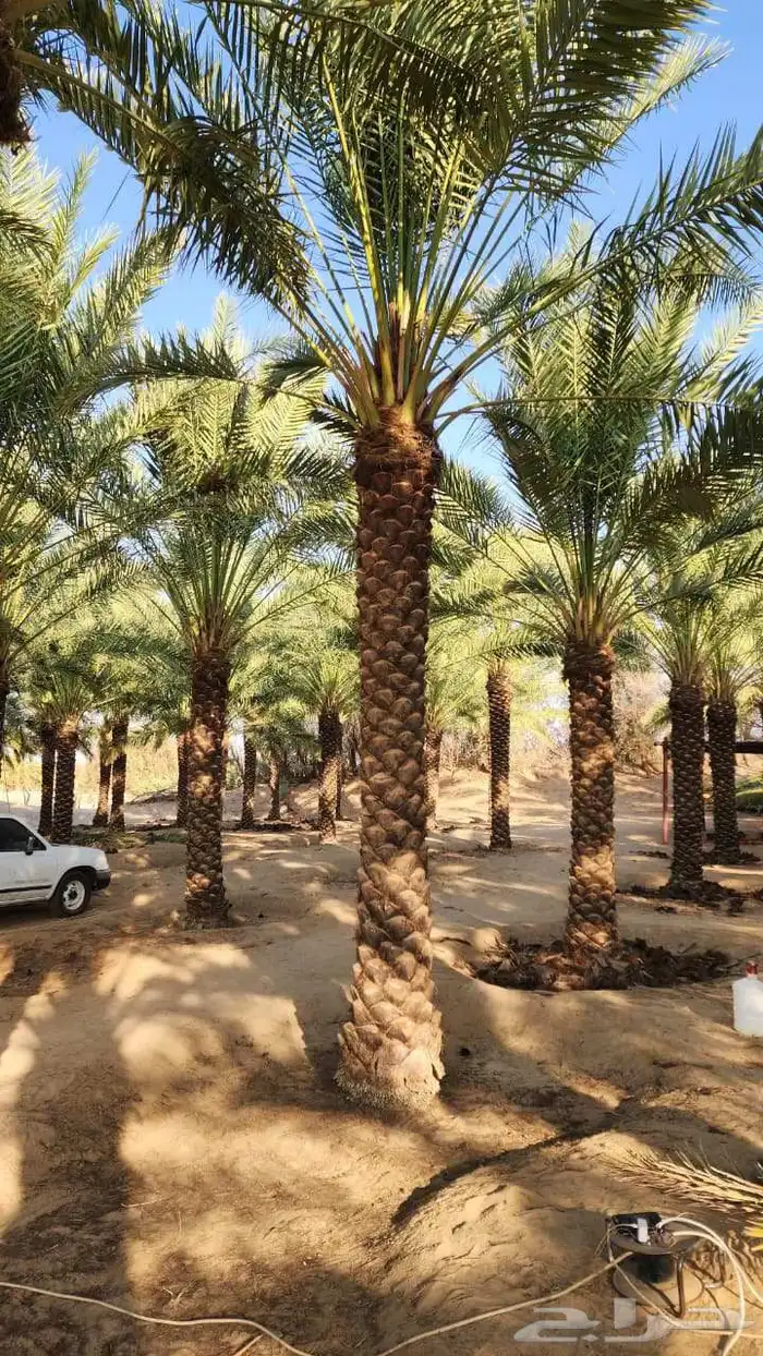 نخيل 5متر تكريب هلال 6