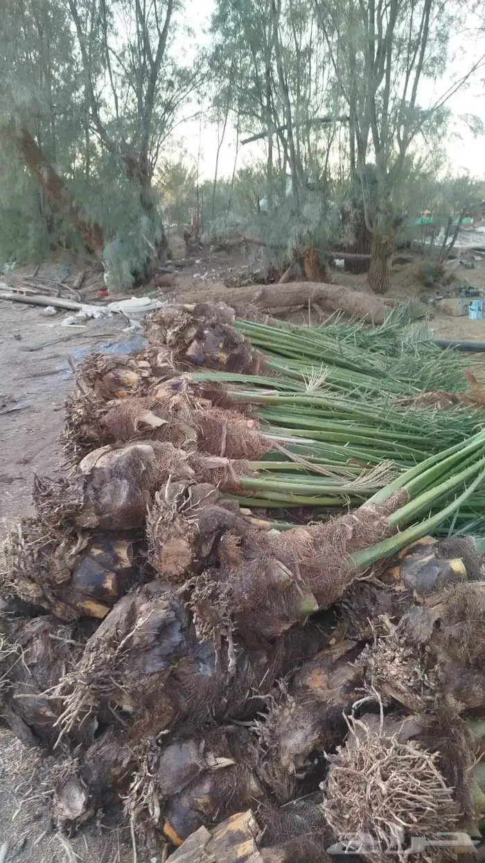 نخل للبيع جميع انواع انخيل العربي والوشنطني 3