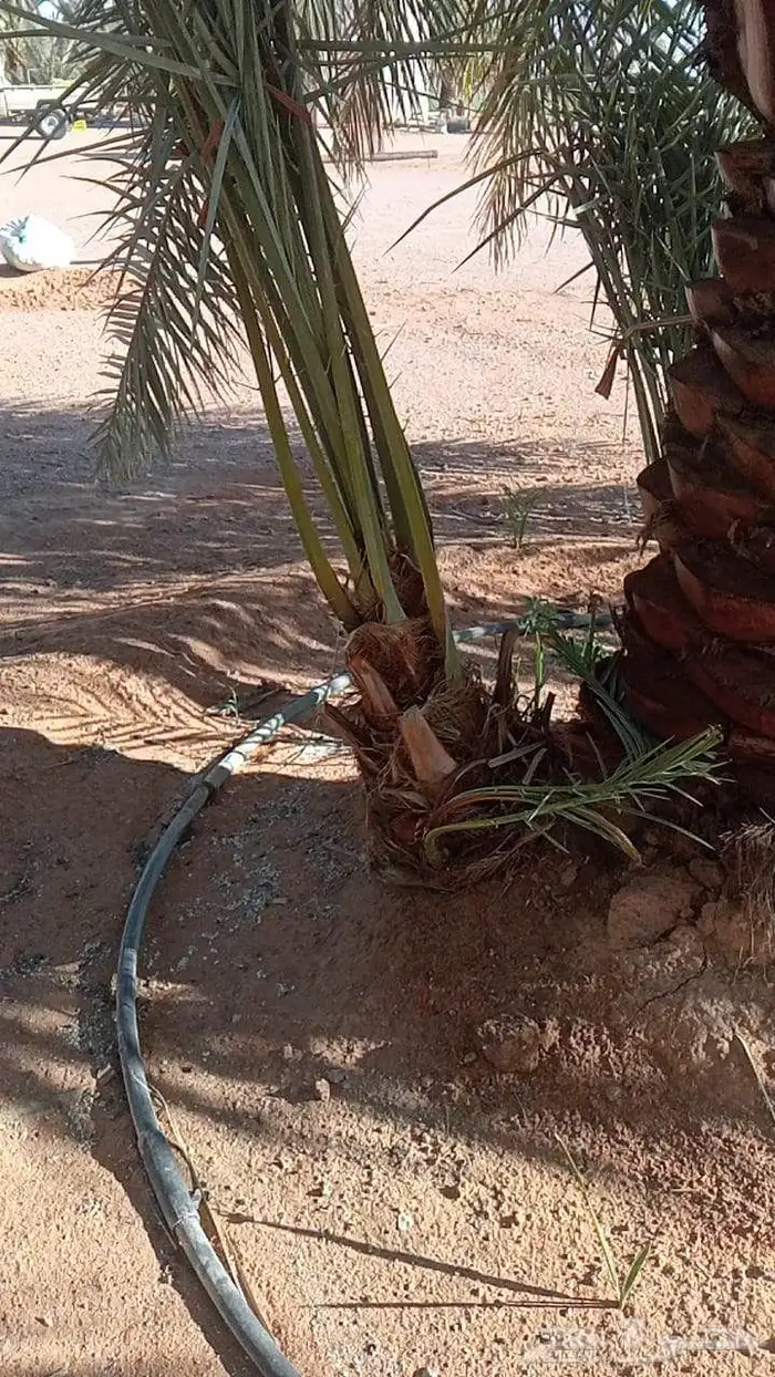 فسايل ونخيل كبير ونقابل بجميع انواعها ومقاساته 5