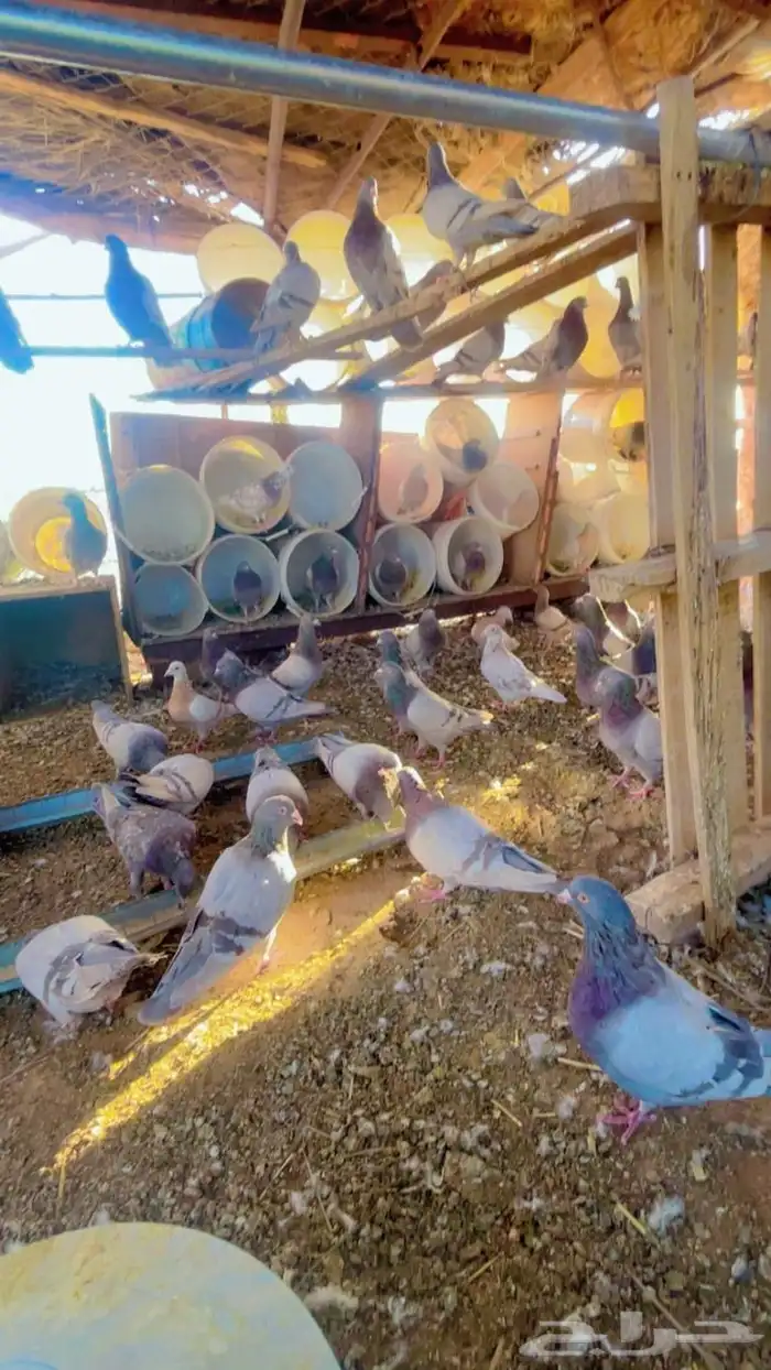 حمام فرنسي سلفر سوبر جامبو 1