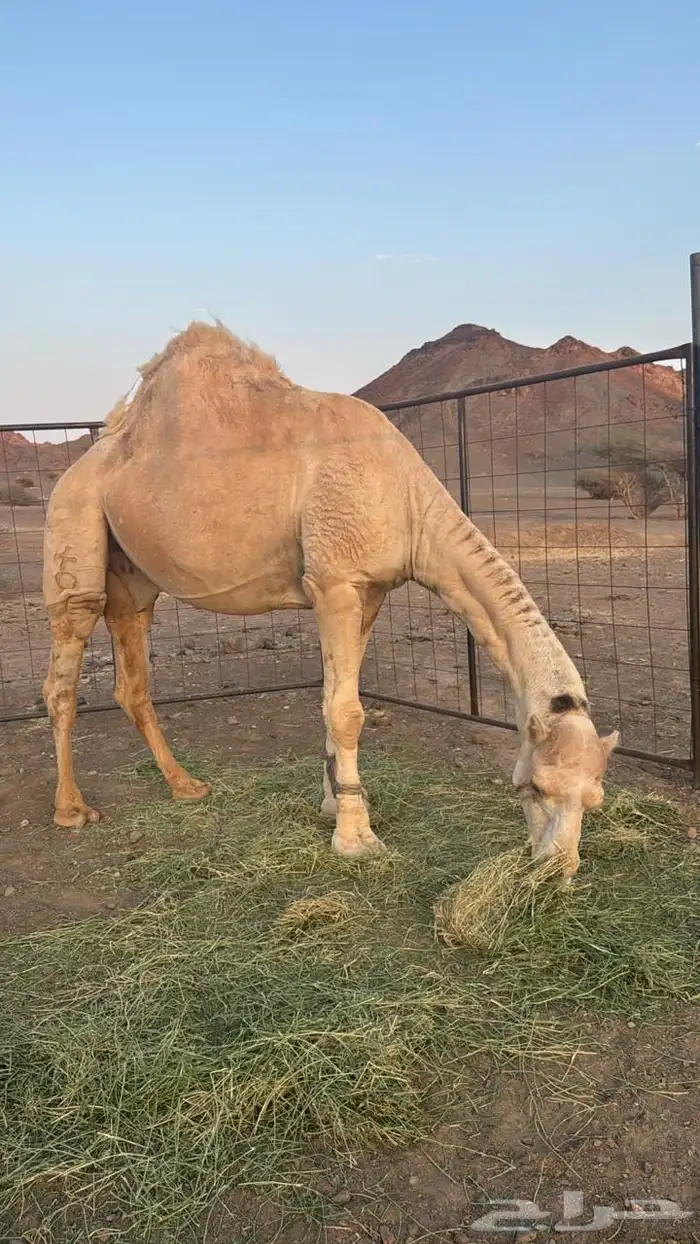 جمل أوضح طيب 2