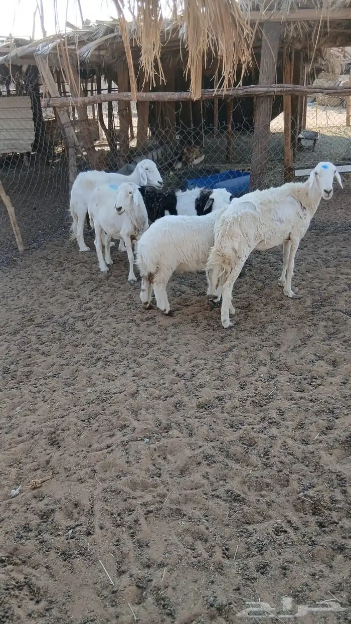 شباه حريات 4