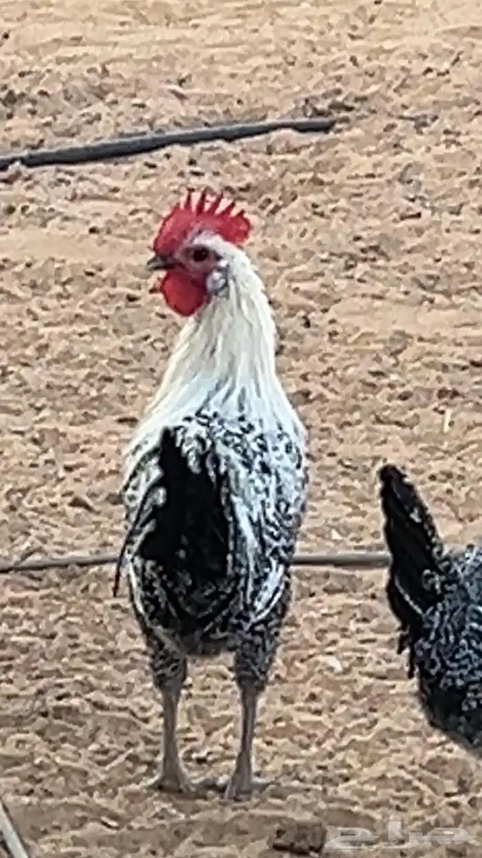 ديك ديكين فيومي 0