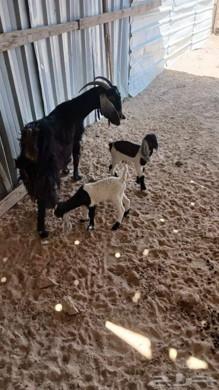 عنز عارضيه للبيع تحته تيسين 0