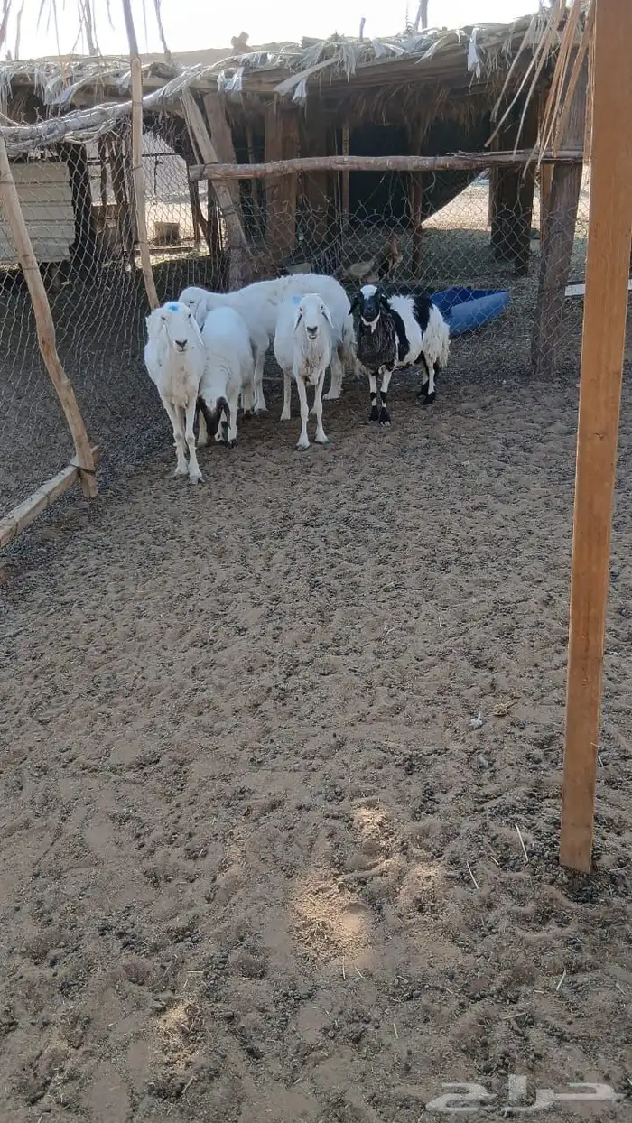 شباه حريات 3