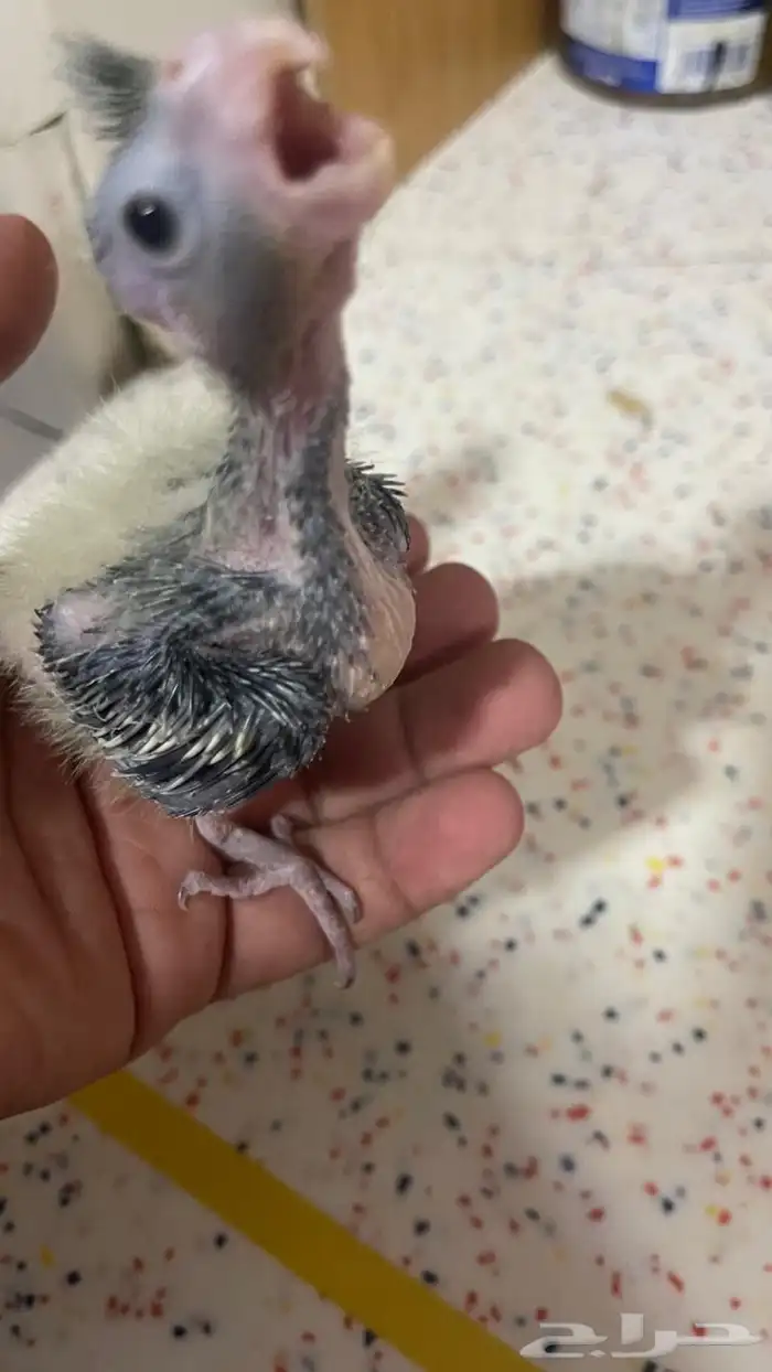 فروخ نورمل محجل يقبل غر 1