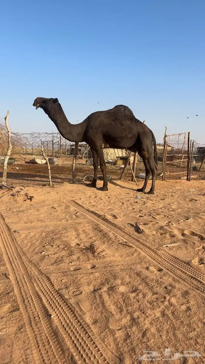 بعير مجهم طيب 0