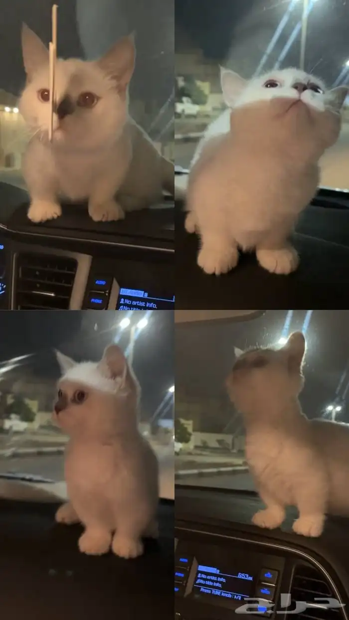 منشكن القط القزم 3