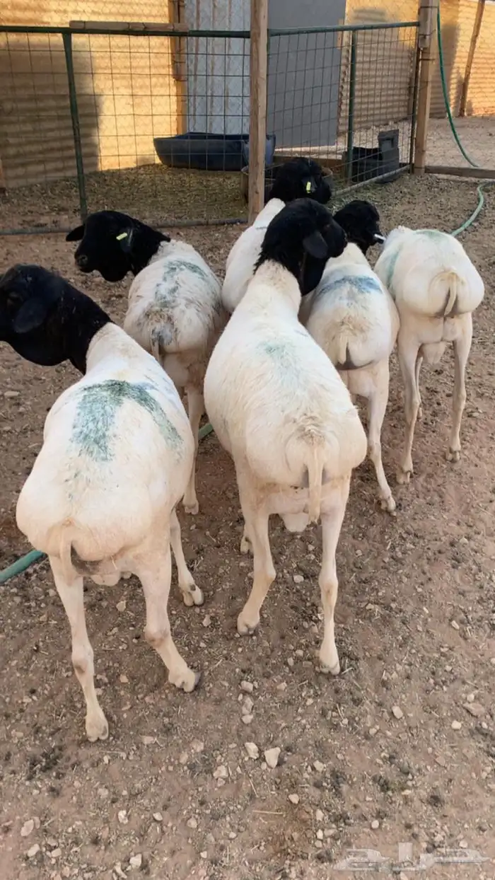 برابر مرابي جذعان 1