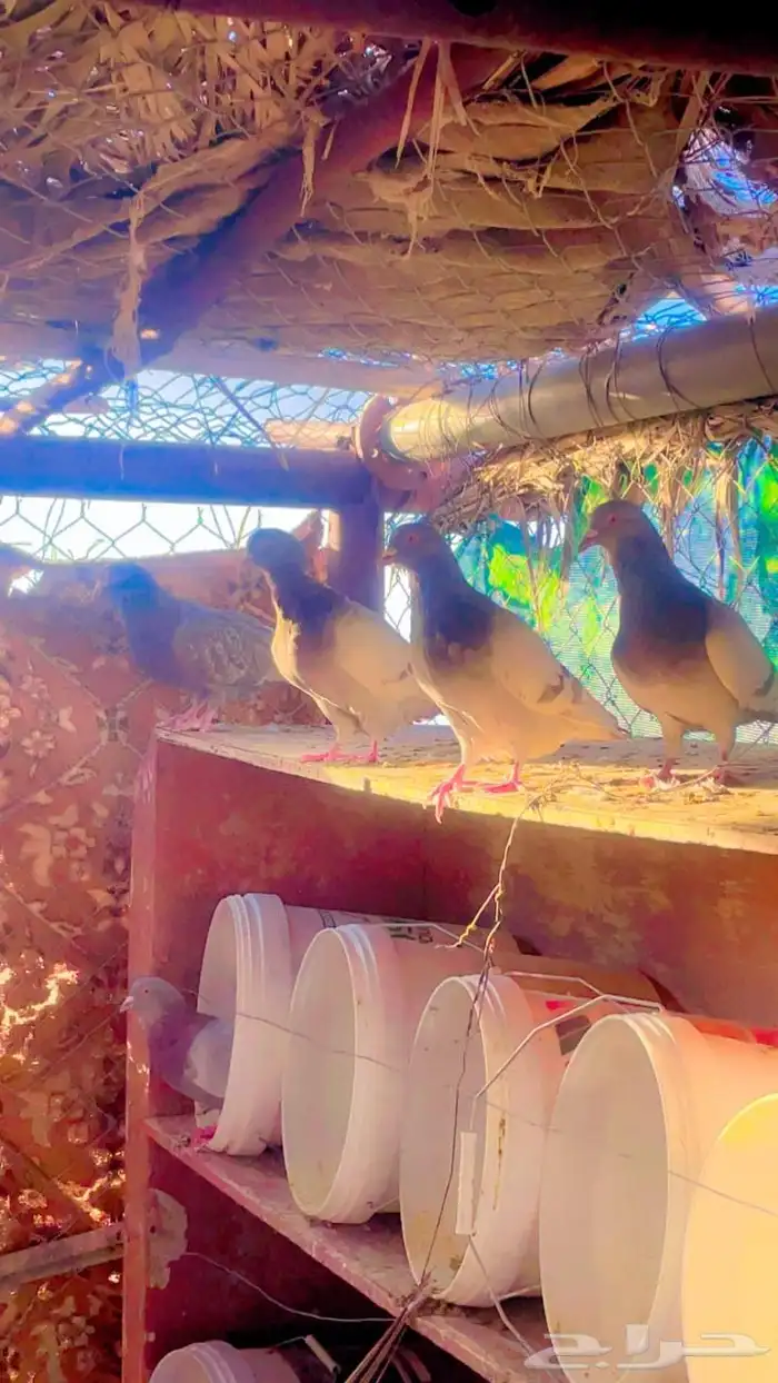 حمام فرنسي سلفر سوبر جامبو 0