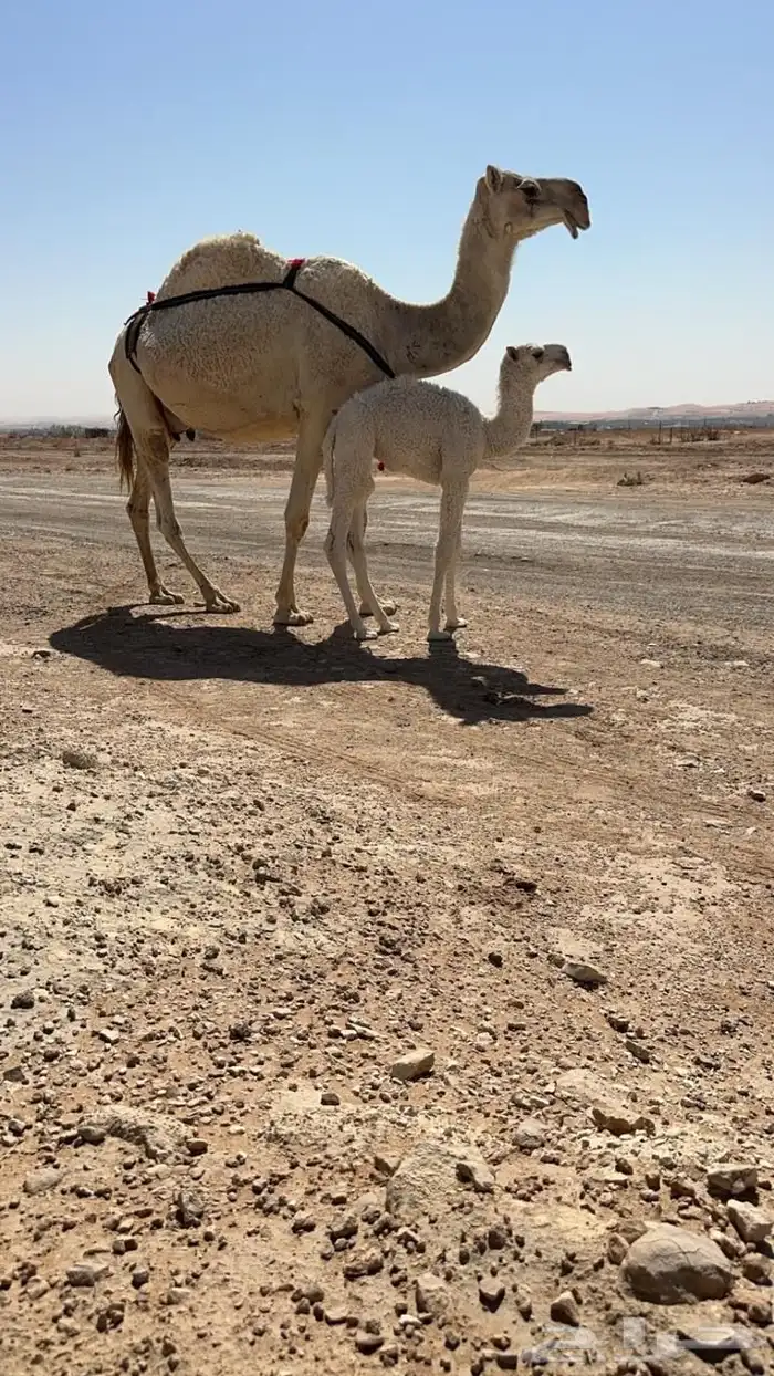 للبيع خلفه تحتها حواره كفوو 1