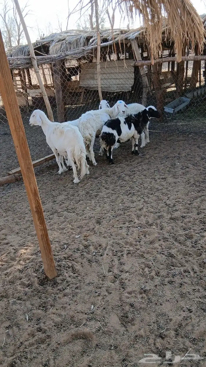 شباه حريات 1