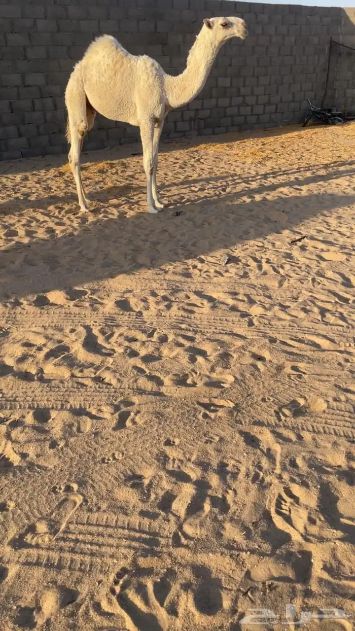 اعرض لك قعدان وبكره 2