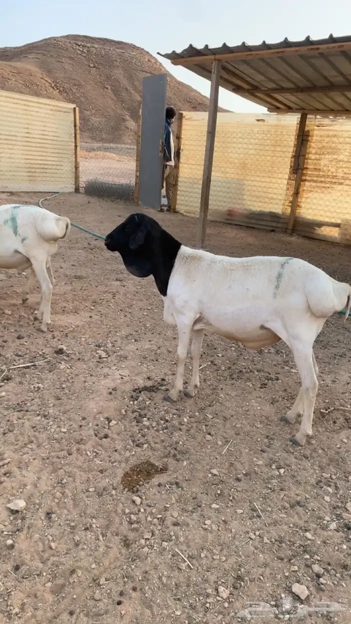 برابر مرابي جذعان 0