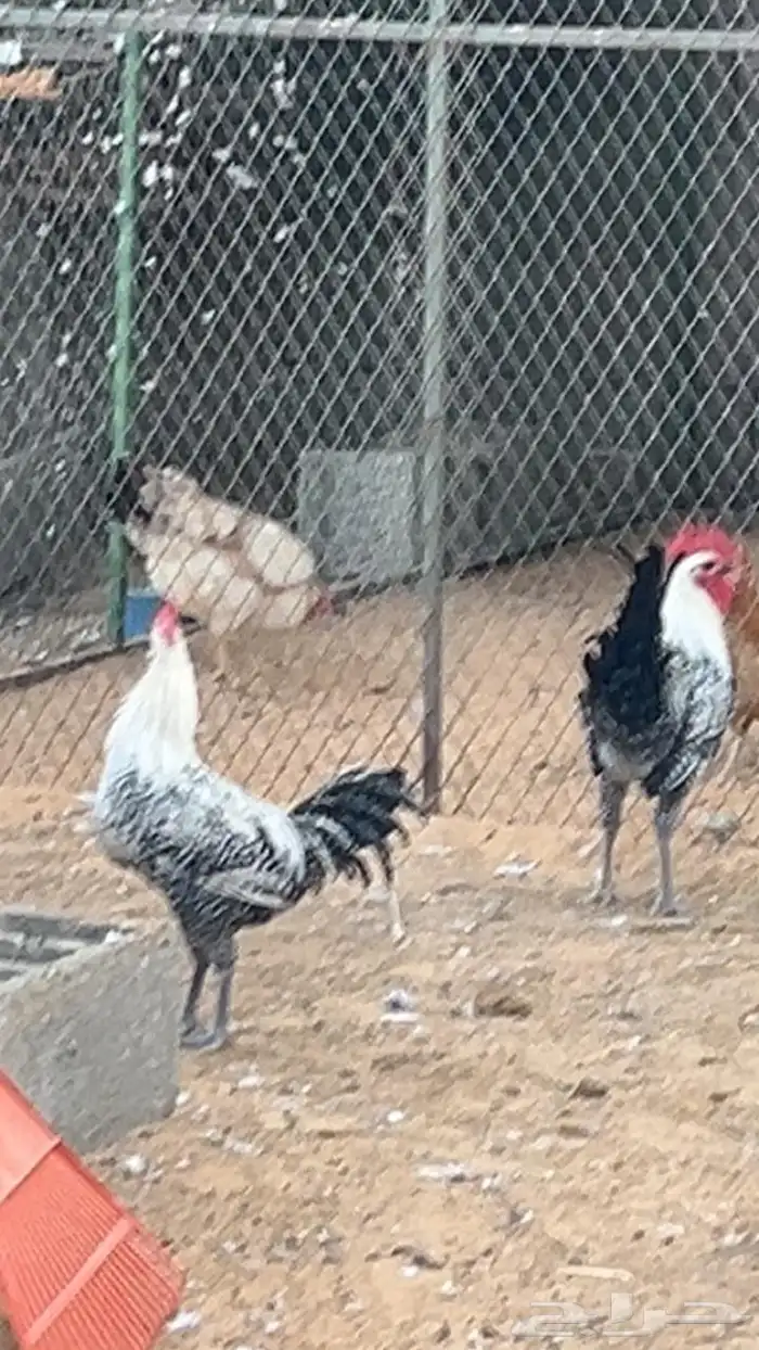 ديك ديكين فيومي 2