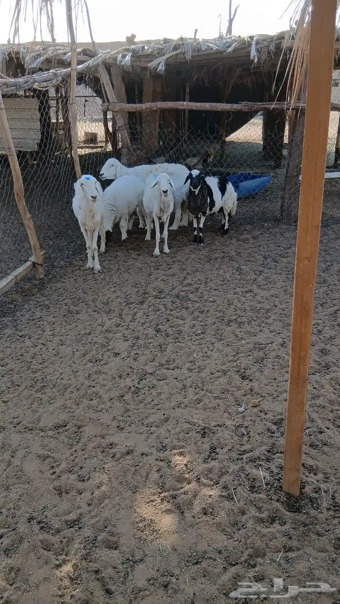 شباه حريات 2