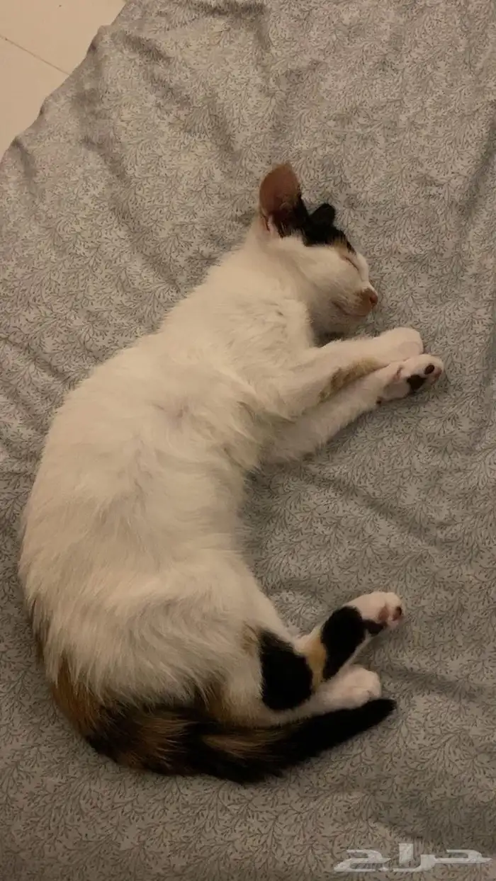 قطه للتبني 2