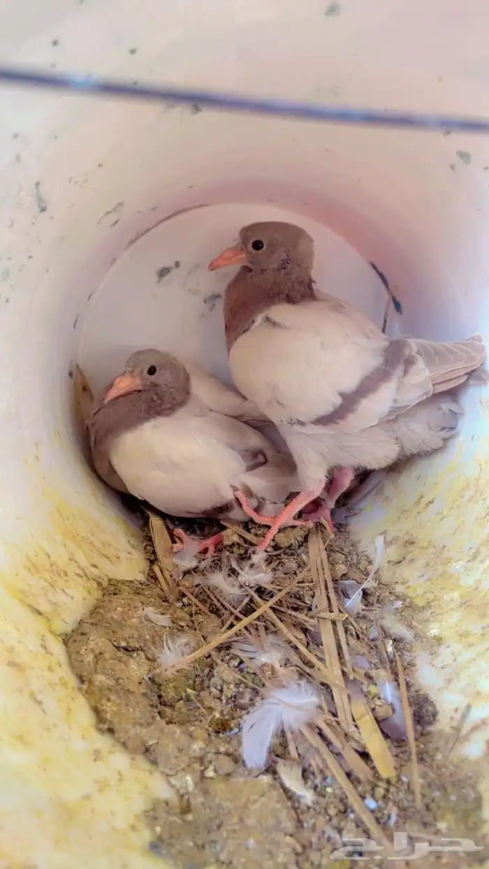 حمام فرنسي سلفر سوبر جامبو 3