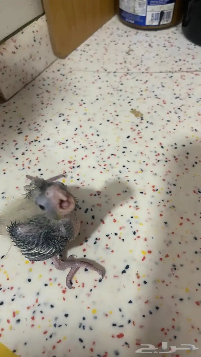 فروخ نورمل محجل يقبل غر 0