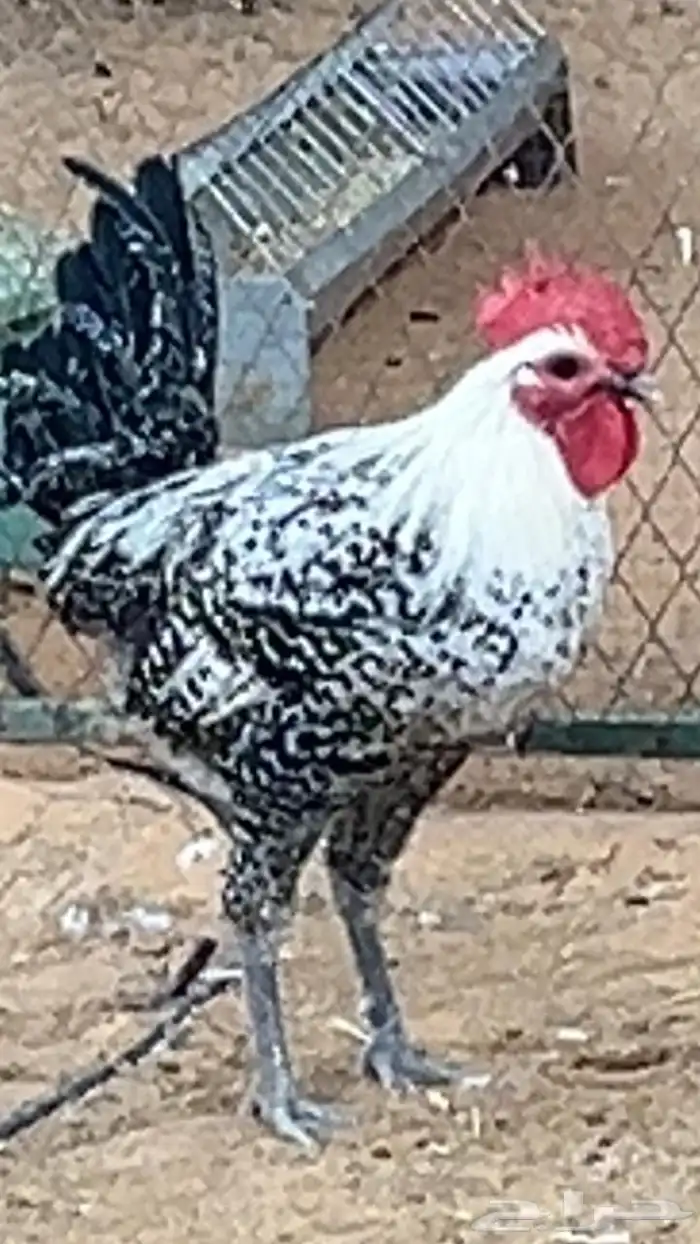 ديك ديكين فيومي 1