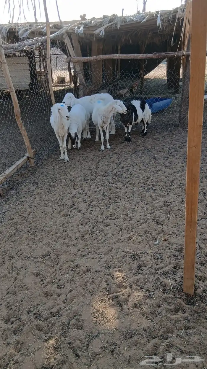 شباه حريات 0